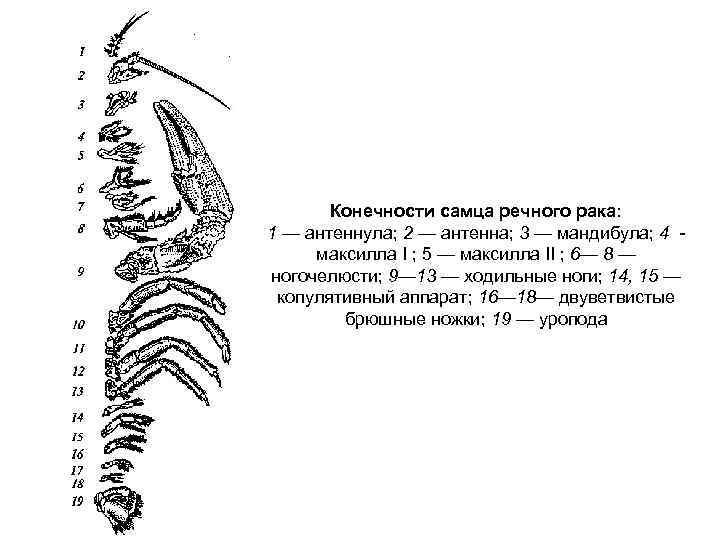 Конечности самца речного рака: 1 — антеннула; 2 — антенна; 3 — мандибула; 4