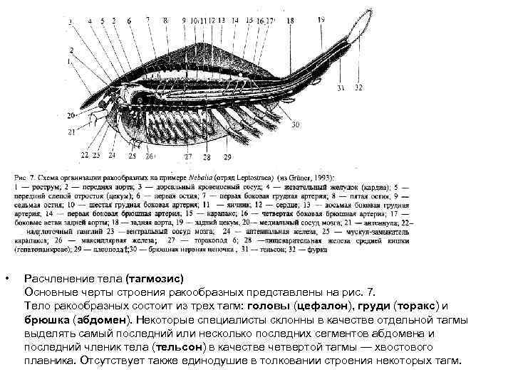  • Расчленение тела (тагмозис) Основные черты строения ракообразных представлены на рис. 7. Тело