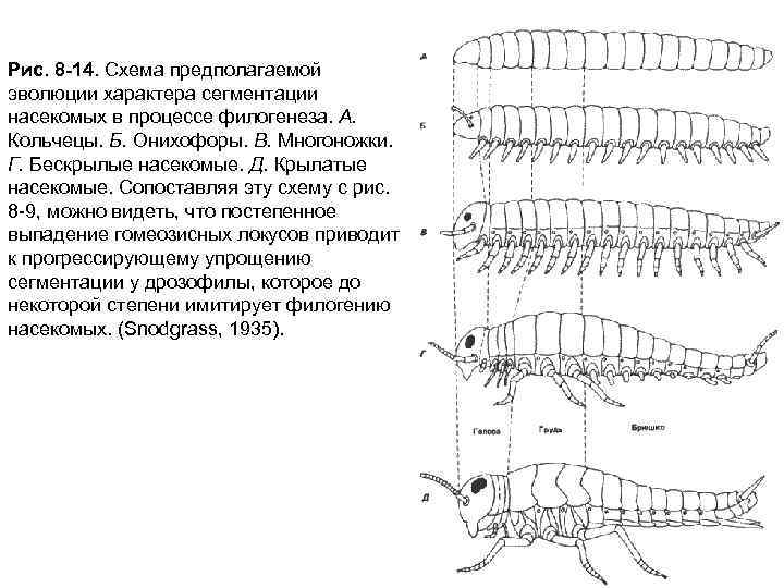 Рис. 8 -14. Схема предполагаемой эволюции характера сегментации насекомых в процессе филогенеза. А. Кольчецы.