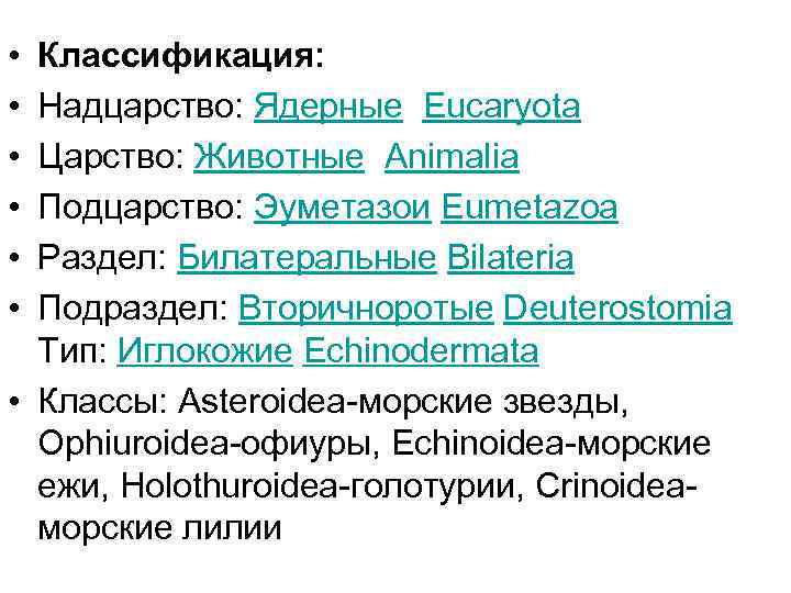  • • • Классификация: Надцарство: Ядерные Eucaryota Царство: Животные Animalia Подцарство: Эуметазои Eumetazoa