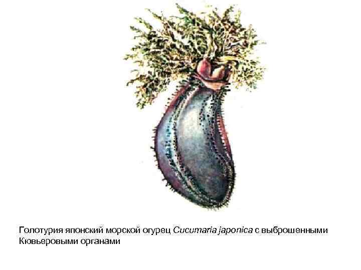 Голотурия японский морской огурец Cucumaria japonica с выброшенными Кювьеровыми органами 