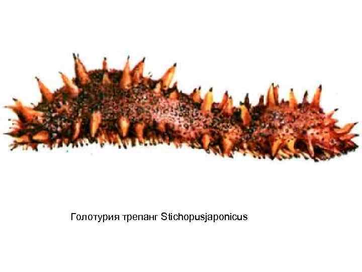 Голотурия трепанг Stichopusjaponicus 
