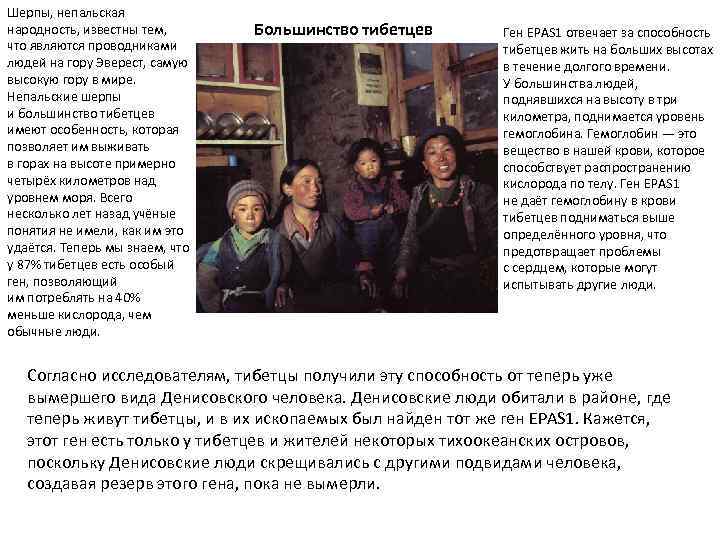 Шерпы, непальская народность, известны тем, что являются проводниками людей на гору Эверест, самую высокую