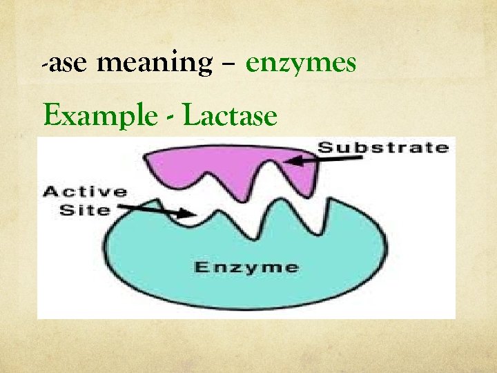 -ase meaning – enzymes Example - Lactase 