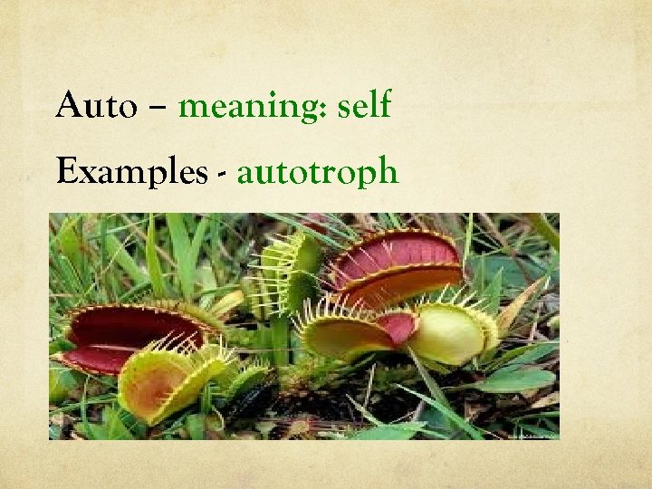 Auto – meaning: self Examples - autotroph 