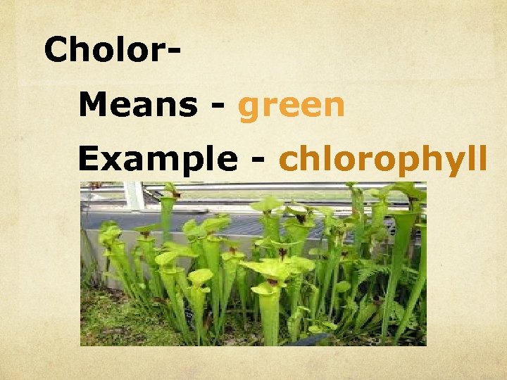 Cholor. Means - green Example - chlorophyll 