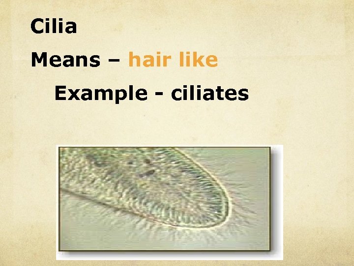 Cilia Means – hair like Example - ciliates 