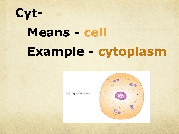 Cyt. Means - cell Example - cytoplasm 