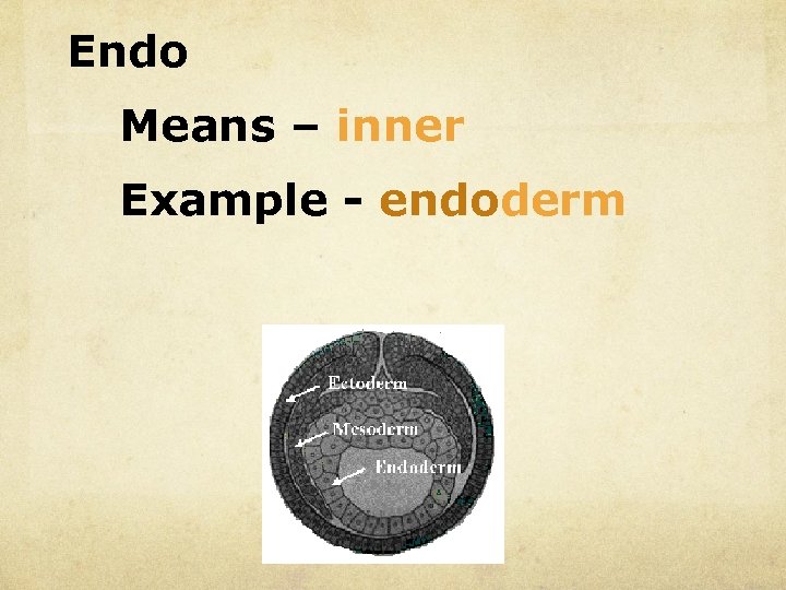 Endo Means – inner Example - endoderm 