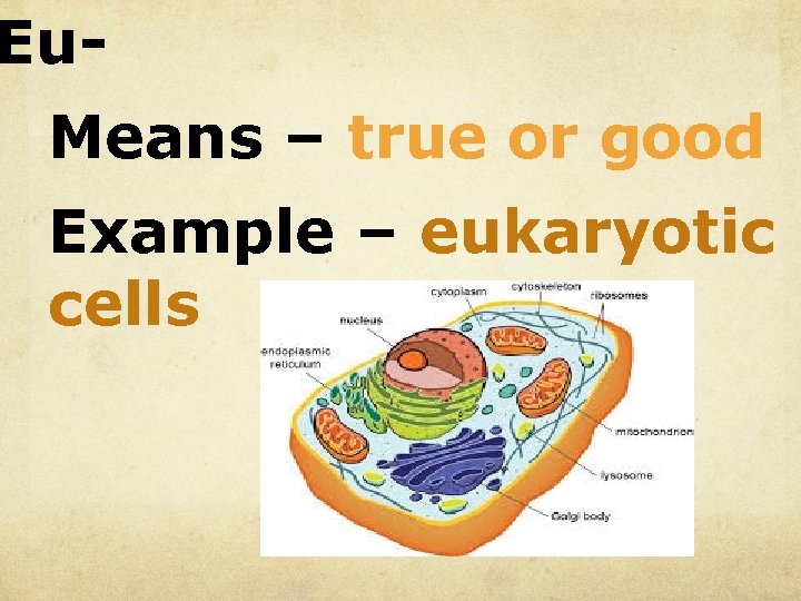 Eu. Means – true or good Example – eukaryotic cells 