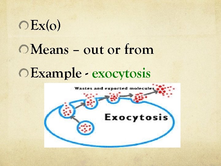 Ex(o) Means – out or from Example - exocytosis 