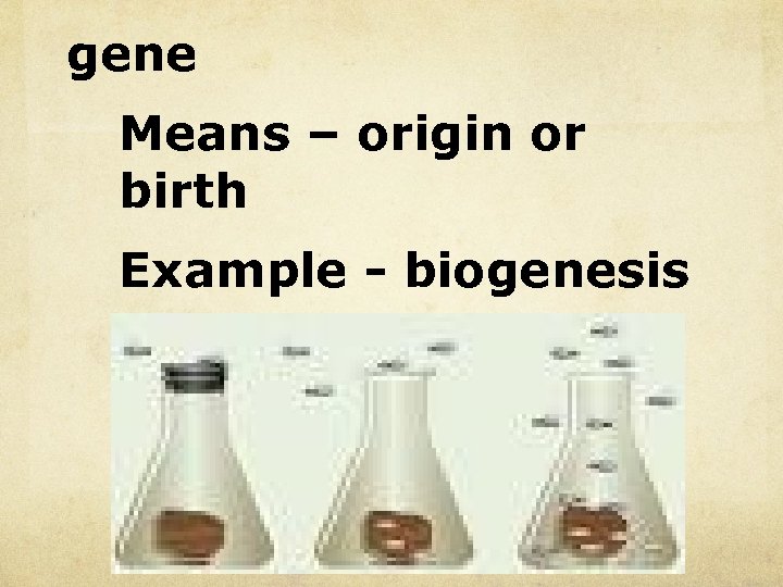 gene Means – origin or birth Example - biogenesis 