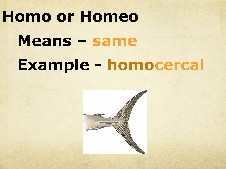 Homo or Homeo Means – same Example - homocercal 