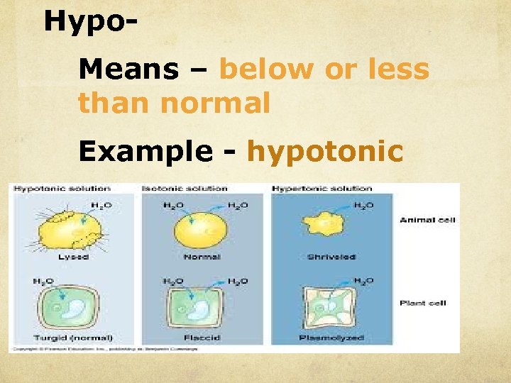 Hypo. Means – below or less than normal Example - hypotonic 