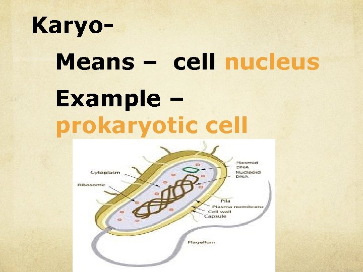 Karyo. Means – cell nucleus Example – prokaryotic cell 