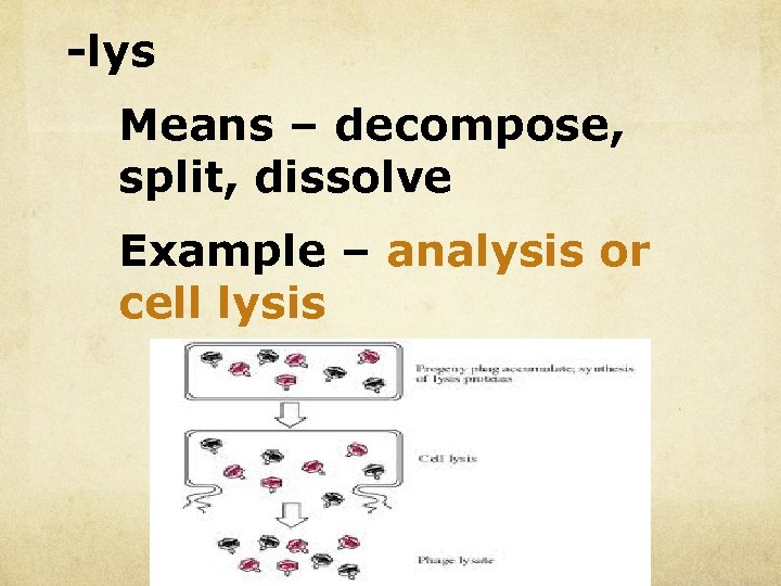 -lys Means – decompose, split, dissolve Example – analysis or cell lysis 