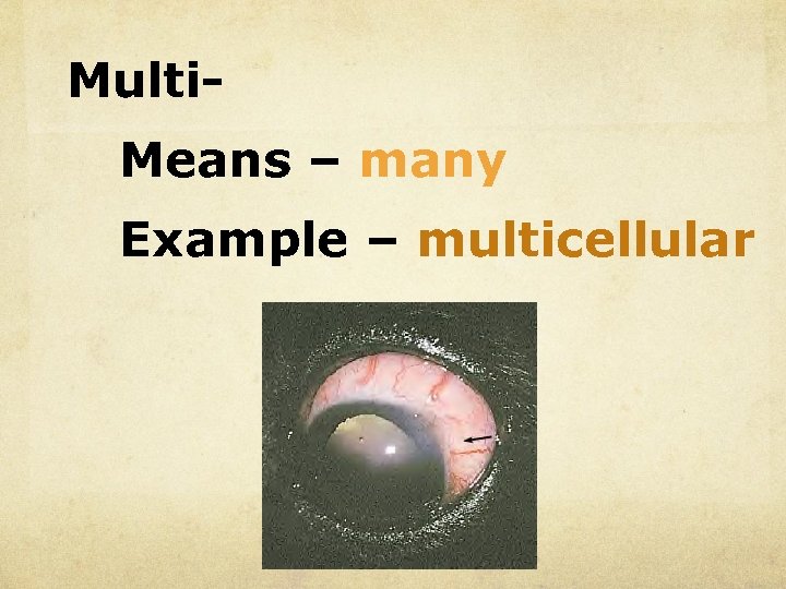 Multi. Means – many Example – multicellular 