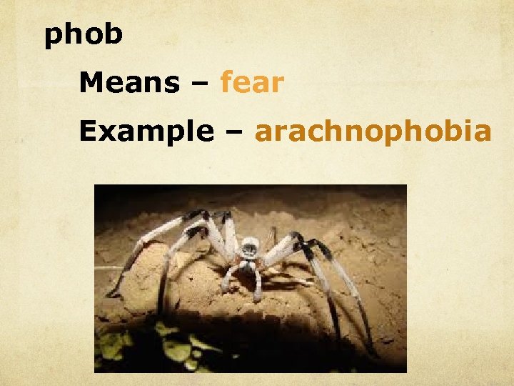 phob Means – fear Example – arachnophobia 