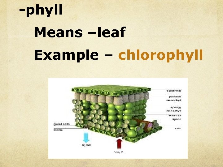 -phyll Means –leaf Example – chlorophyll 