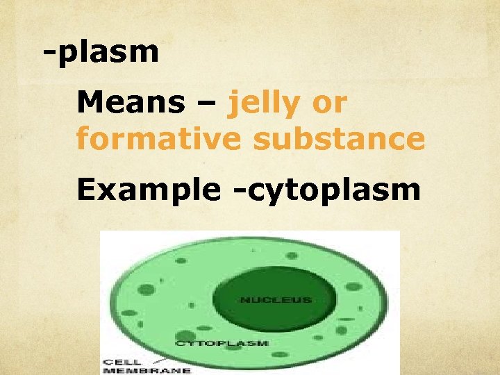 -plasm Means – jelly or formative substance Example -cytoplasm 