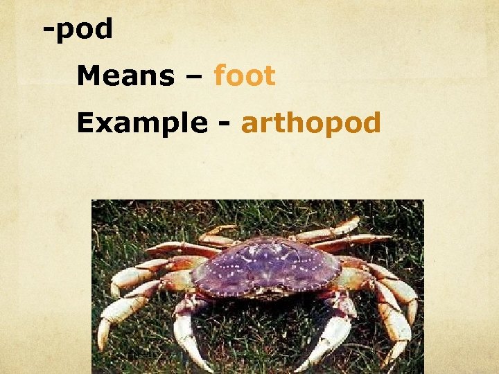 -pod Means – foot Example - arthopod 