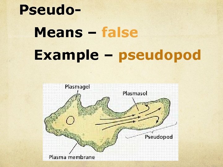 Pseudo. Means – false Example – pseudopod 