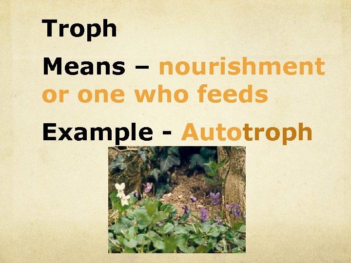 Troph Means – nourishment or one who feeds Example - Autotroph 