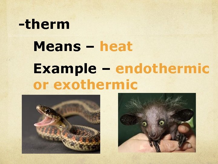 -therm Means – heat Example – endothermic or exothermic 