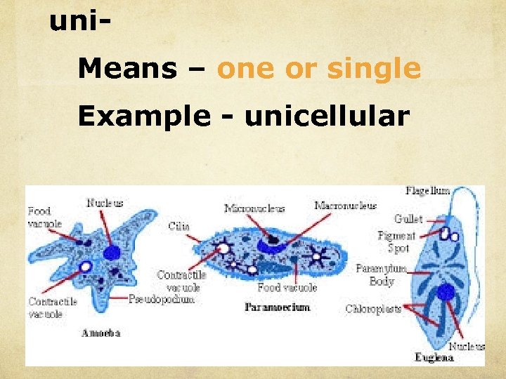 uni. Means – one or single Example - unicellular 