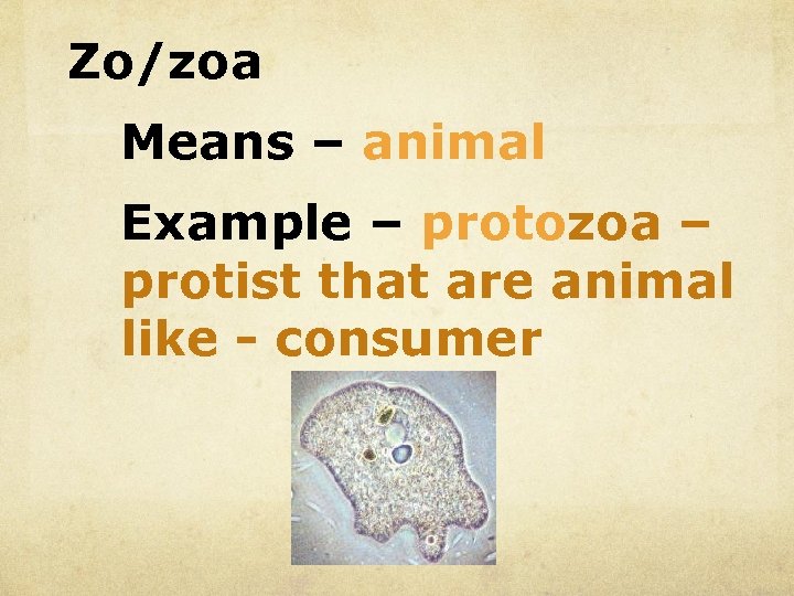 Zo/zoa Means – animal Example – protozoa – protist that are animal like -