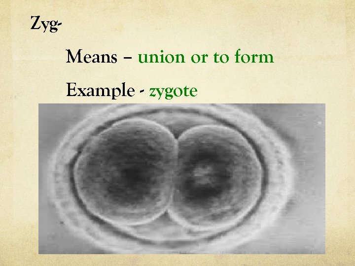 Zyg- Means – union or to form Example - zygote 