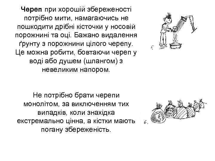 Череп при хорошій збереженості потрібно мити, намагаючись не пошкодити дрібні кісточки у носовій порожнині