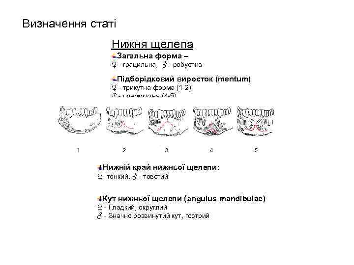 Визначення статі Нижня щелепа Загальна форма – ♀ - грацильна, ♂ - робустна Підборідковий