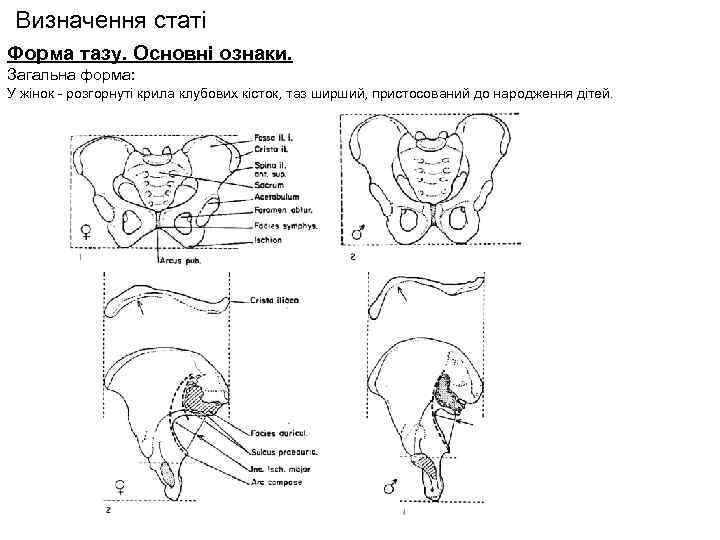 Визначення статі Форма тазу. Основні ознаки. Загальна форма: У жінок - розгорнуті крила клубових