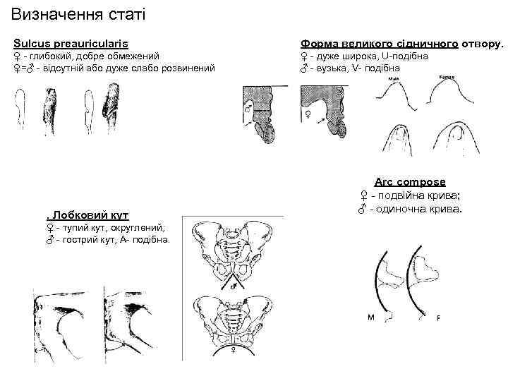 Визначення статі Sulcus preauricularis Форма великого сідничного отвору. ♀ - глибокий, добре обмежений ♀=♂