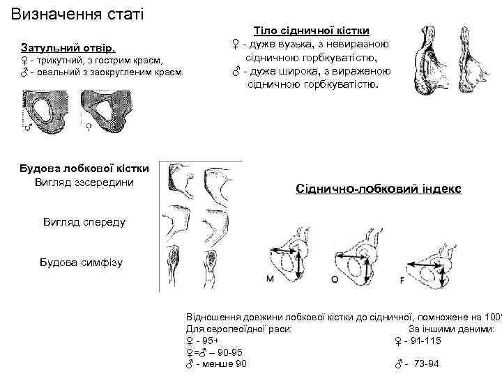 Визначення статі Затульний отвір. ♀ - трикутний, з гострим краєм, ♂ - овальний з