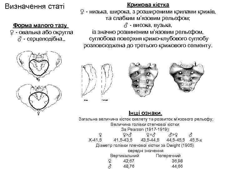 Визначення статі Форма малого тазу ♀ - овальна або округла ♂ - серцеподібна, ,