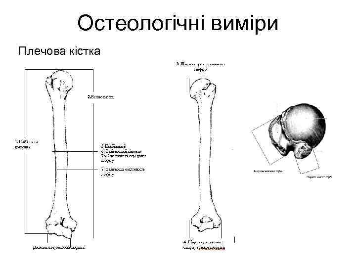 Остеологічні виміри Плечова кістка 