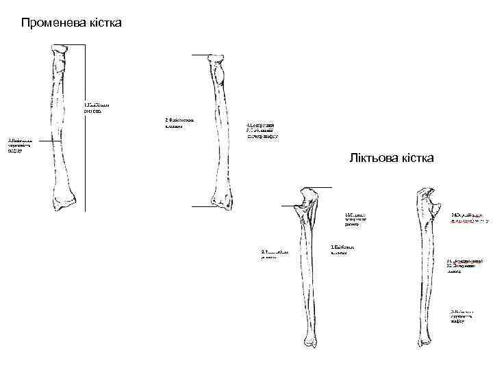Променева кістка Ліктьова кістка 