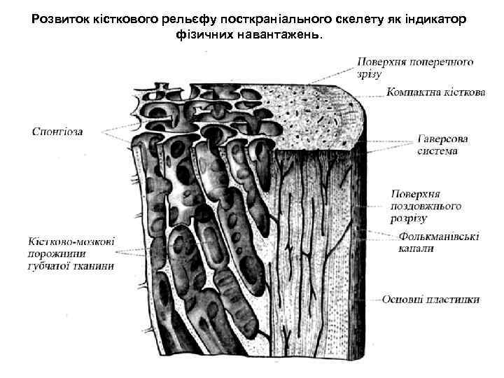 Розвиток кісткового рельєфу посткраніального скелету як індикатор фізичних навантажень. 
