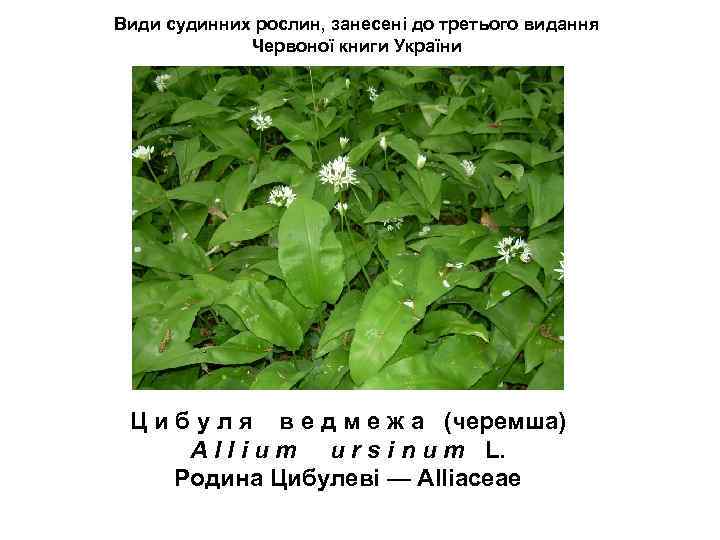 Види судинних рослин, занесені до третього видання Червоної книги України Ц и б у