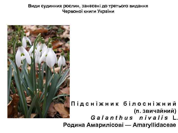 Види судинних рослин, занесені до третього видання Червоної книги України П і д с