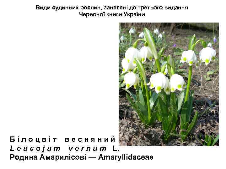 Види судинних рослин, занесені до третього видання Червоної книги України Б і л о