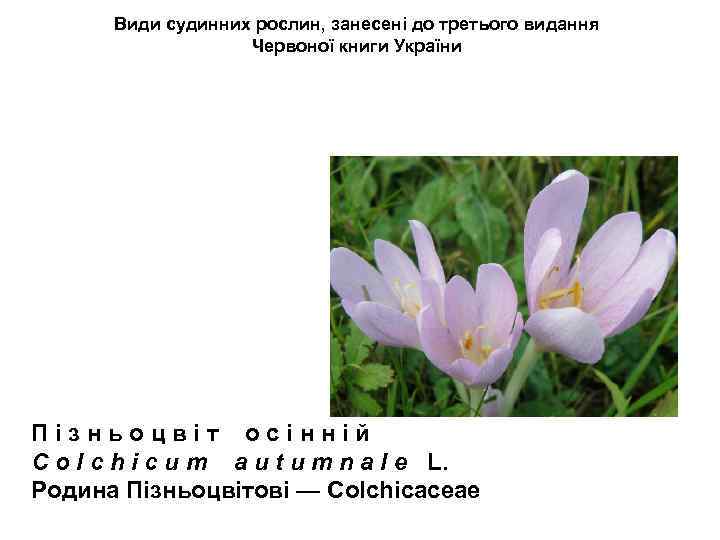 Види судинних рослин, занесені до третього видання Червоної книги України П і з н