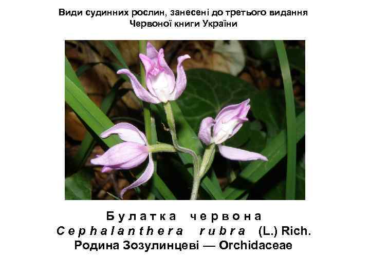 Види судинних рослин, занесені до третього видання Червоної книги України Б у л а