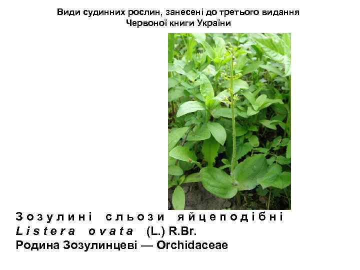 Види судинних рослин, занесені до третього видання Червоної книги України З о з у