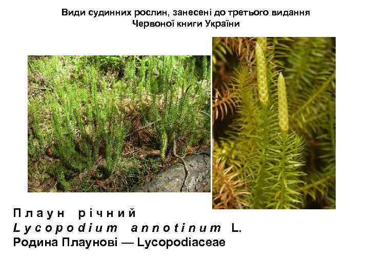 Види судинних рослин, занесені до третього видання Червоної книги України П л а у