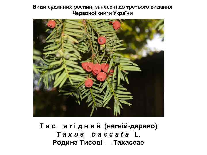 Види судинних рослин, занесені до третього видання Червоної книги України Т и с я