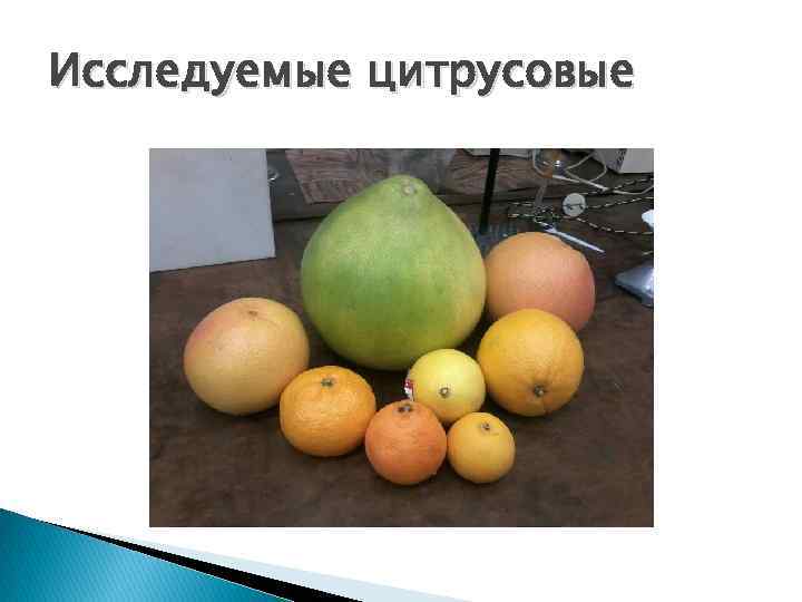 Исследуемые цитрусовые 