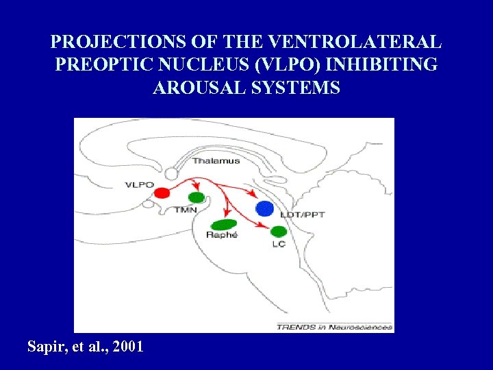 PROJECTIONS OF THE VENTROLATERAL PREOPTIC NUCLEUS (VLPO) INHIBITING AROUSAL SYSTEMS Sapir, et al. ,